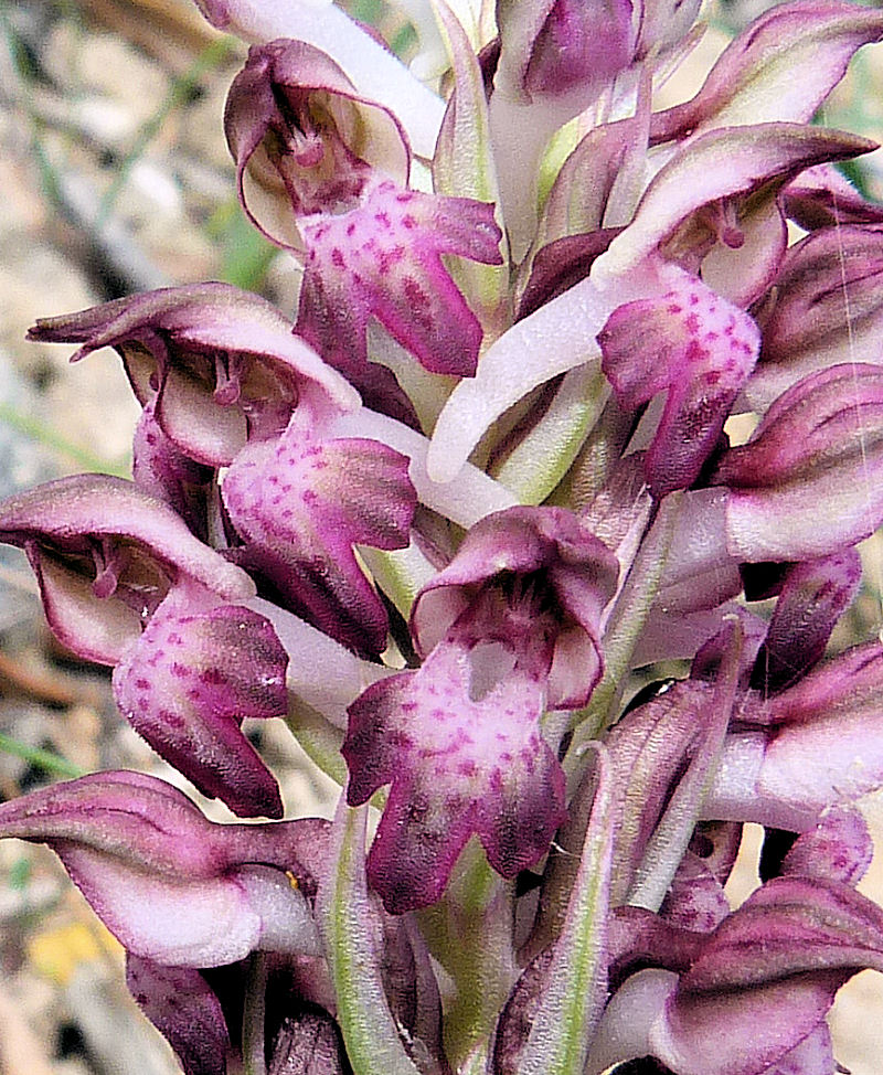 Orchidea profumata